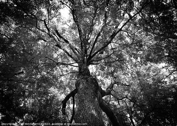 A view through the trees in monochrome Picture Board by Ann Biddlecombe