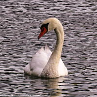Buy canvas prints of A proud white swan by Ann Biddlecombe
