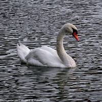 Buy canvas prints of A white swan on a wavy river by Ann Biddlecombe