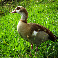Buy canvas prints of Egyptian goose by Ann Biddlecombe