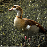 Buy canvas prints of Egyptian goose with green faded out by Ann Biddlecombe