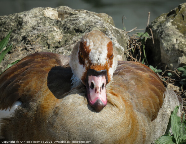 Close up of an Egyptian Goose Picture Board by Ann Biddlecombe