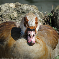 Buy canvas prints of Close up of an Egyptian Goose by Ann Biddlecombe
