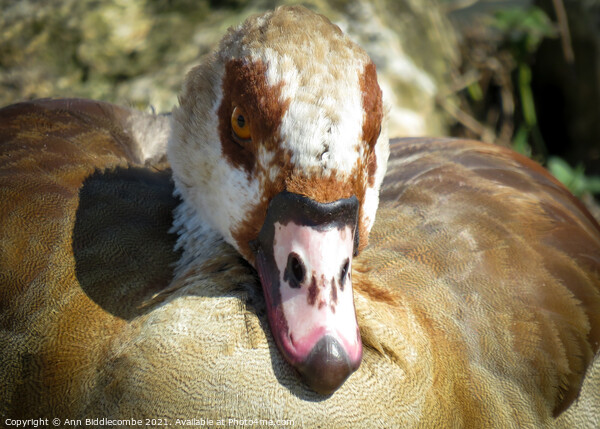 The face of an Egyptian Goose Picture Board by Ann Biddlecombe