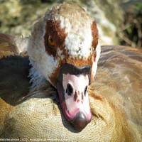 Buy canvas prints of The face of an Egyptian Goose by Ann Biddlecombe
