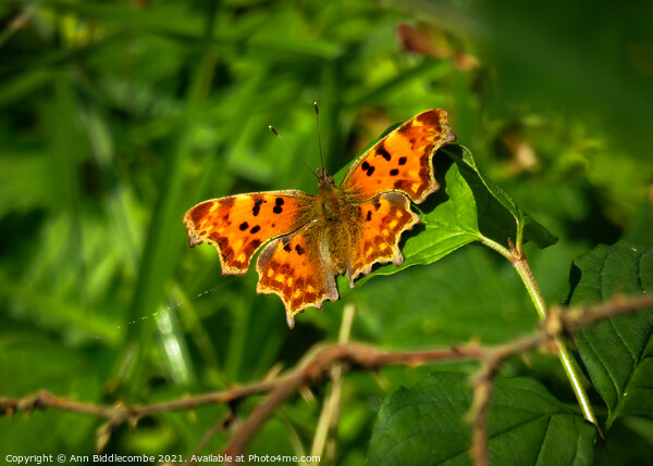 Comma butterfly Picture Board by Ann Biddlecombe