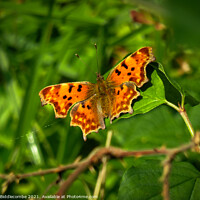 Buy canvas prints of Comma butterfly by Ann Biddlecombe