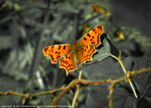 Comma butterfly with green faded out Picture Board by Ann Biddlecombe