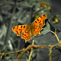 Buy canvas prints of Comma butterfly with green faded out by Ann Biddlecombe