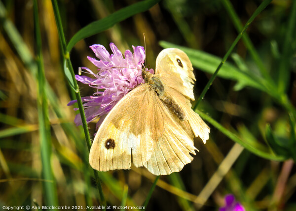 A light brown Caucasian butterfly Picture Board by Ann Biddlecombe