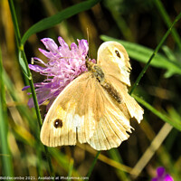 Buy canvas prints of A light brown Caucasian butterfly by Ann Biddlecombe