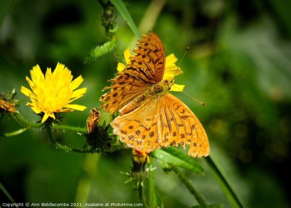 A common fritillary orange butterfly Picture Board by Ann Biddlecombe