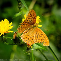 Buy canvas prints of A common fritillary orange butterfly by Ann Biddlecombe