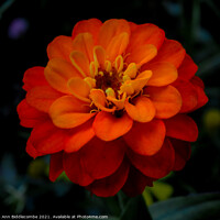 Buy canvas prints of Close up of an Orange flower by Ann Biddlecombe