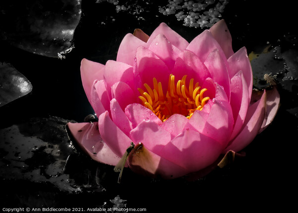 Waterlily with monochrome background Picture Board by Ann Biddlecombe