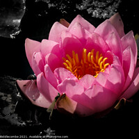 Buy canvas prints of Waterlily with monochrome background by Ann Biddlecombe