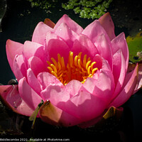 Buy canvas prints of Close up of a water lily by Ann Biddlecombe