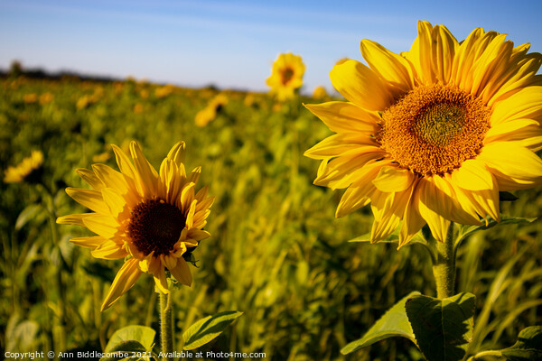 Sunflower field Picture Board by Ann Biddlecombe
