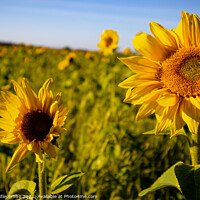 Buy canvas prints of Sunflower field by Ann Biddlecombe