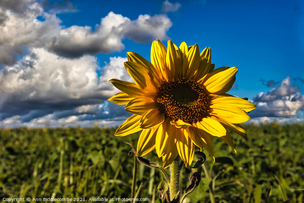 Sunflower in focus with cloudy sky Picture Board by Ann Biddlecombe