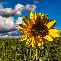 Buy canvas prints of Sunflower in focus with cloudy sky by Ann Biddlecombe