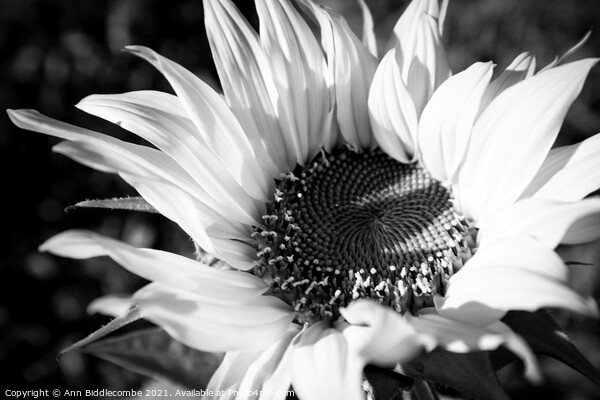 Black and white close up of a Sunflower Picture Board by Ann Biddlecombe