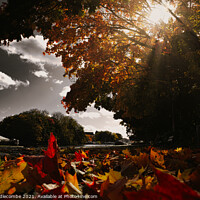 Buy canvas prints of Fall leaves next to the canal with washed out sky by Ann Biddlecombe