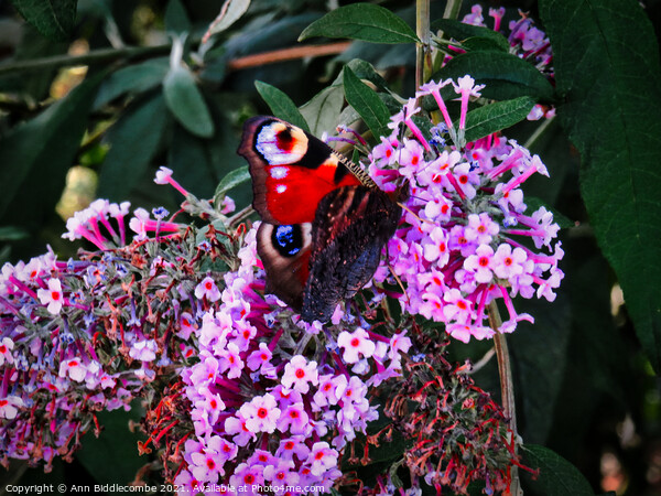 Peacock butterfly on a buddleia blossom Picture Board by Ann Biddlecombe