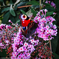 Buy canvas prints of Peacock butterfly on a buddleia blossom by Ann Biddlecombe