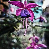 Buy canvas prints of Close up of a Fuchsia  by Ann Biddlecombe