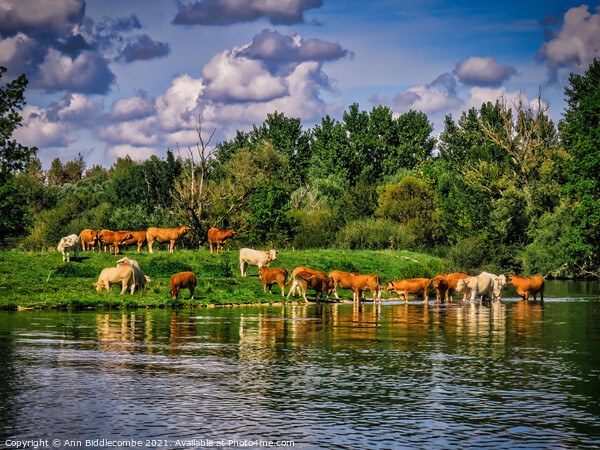 A Herd of French Cows by the Canal Picture Board by Ann Biddlecombe
