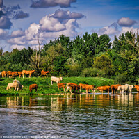 Buy canvas prints of A Herd of French Cows by the Canal by Ann Biddlecombe