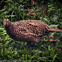 Buy canvas prints of Pheasant Hen in grass by Ann Biddlecombe
