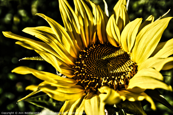 Close up of a sunflower with dramatic effect Picture Board by Ann Biddlecombe