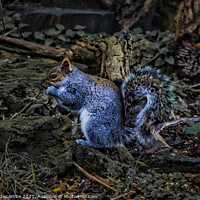 Buy canvas prints of Close up of Squirrel eating a nut by Ann Biddlecombe