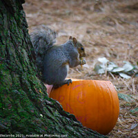 Buy canvas prints of Squirrel eating a pumpkin by Ann Biddlecombe