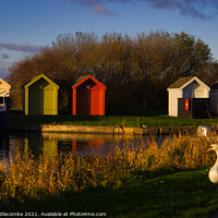 Buy canvas prints of Lone swan on the canal bank in helix park by Ann Biddlecombe