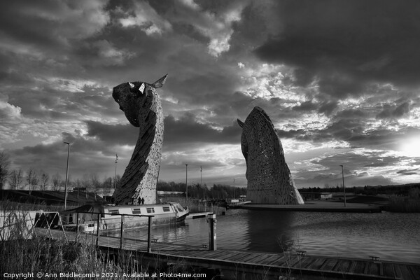 Kelpies from behind in Black and White Picture Board by Ann Biddlecombe