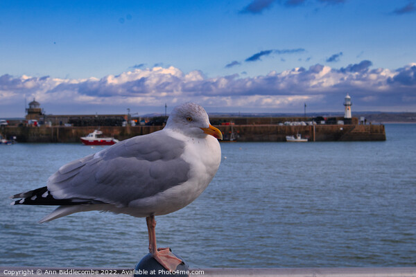St Ives Seagull with lighthouse  Picture Board by Ann Biddlecombe