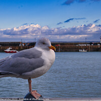 Buy canvas prints of St Ives Seagull with lighthouse  by Ann Biddlecombe