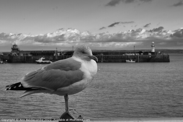 monochrome St Ives Seagull with lighthouse  Picture Board by Ann Biddlecombe