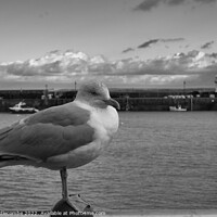 Buy canvas prints of monochrome St Ives Seagull with lighthouse  by Ann Biddlecombe