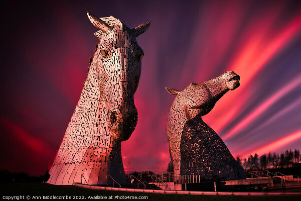 Kelpies in pink Picture Board by Ann Biddlecombe