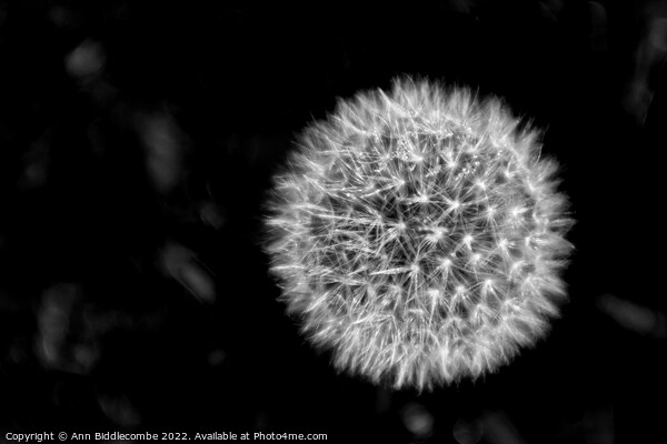 Dandelion head in black and white Picture Board by Ann Biddlecombe