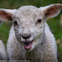 Buy canvas prints of Lamb calling by Ann Biddlecombe