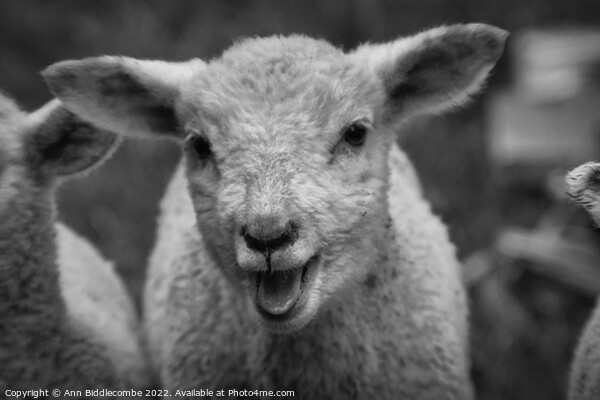 Lamb calling in black and white Picture Board by Ann Biddlecombe