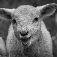 Buy canvas prints of Lamb calling in black and white by Ann Biddlecombe
