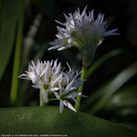 Buy canvas prints of Close up of Wild Garlic Flower by Ann Biddlecombe