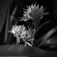 Buy canvas prints of Black and white, Close up of Wild Garlic Flower by Ann Biddlecombe