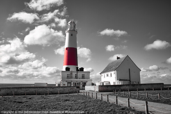 Portland lighthouse in spot colour Picture Board by Ann Biddlecombe